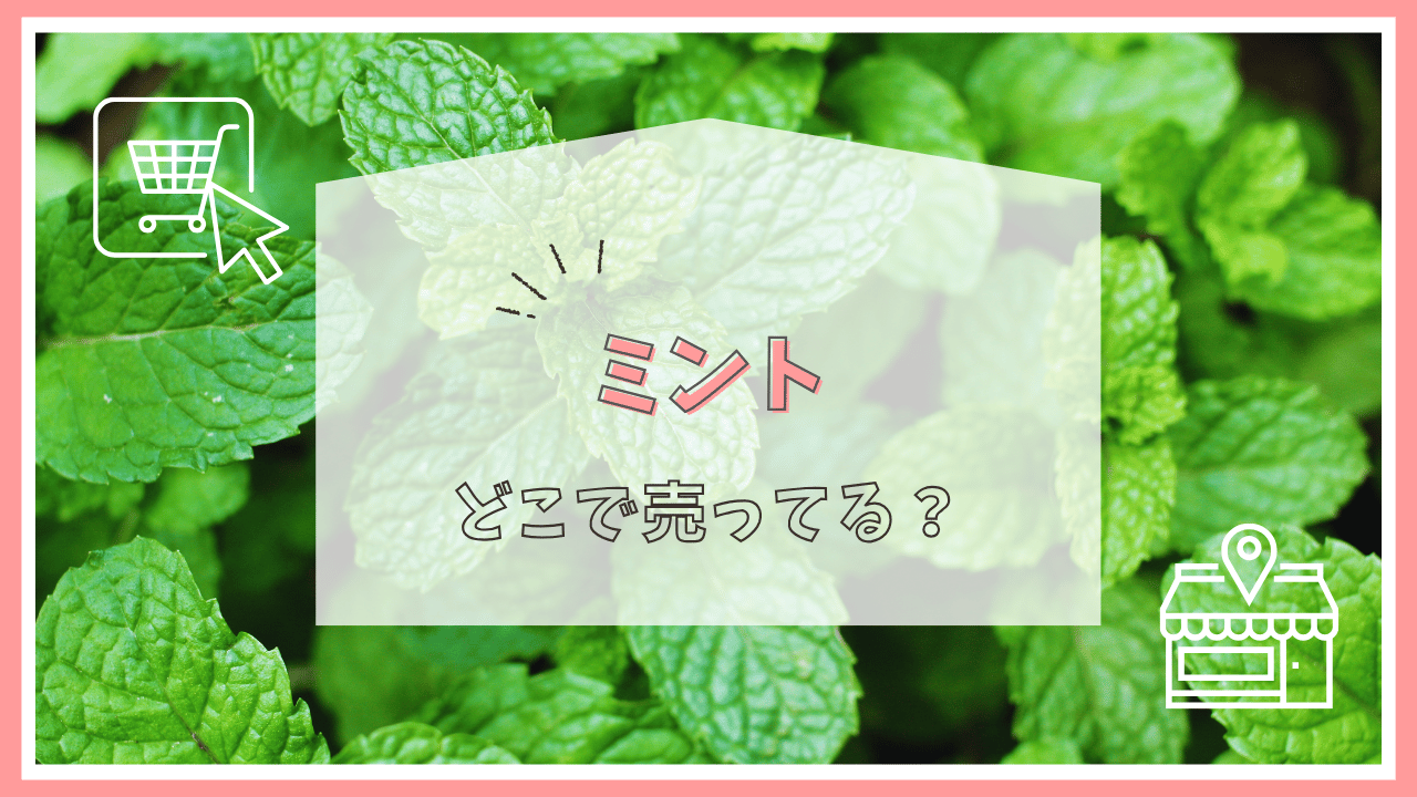 ミントはどこで売ってる？